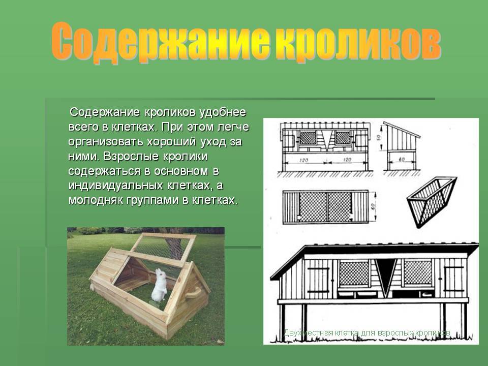 Содержание клетки. Способы содержания кроликов. Типы содержания кроликов. Презентация содержание кроликов. Клеточная система содержания кроликов.