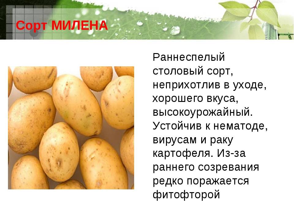 Урожайные сорта картофеля в 2023 году