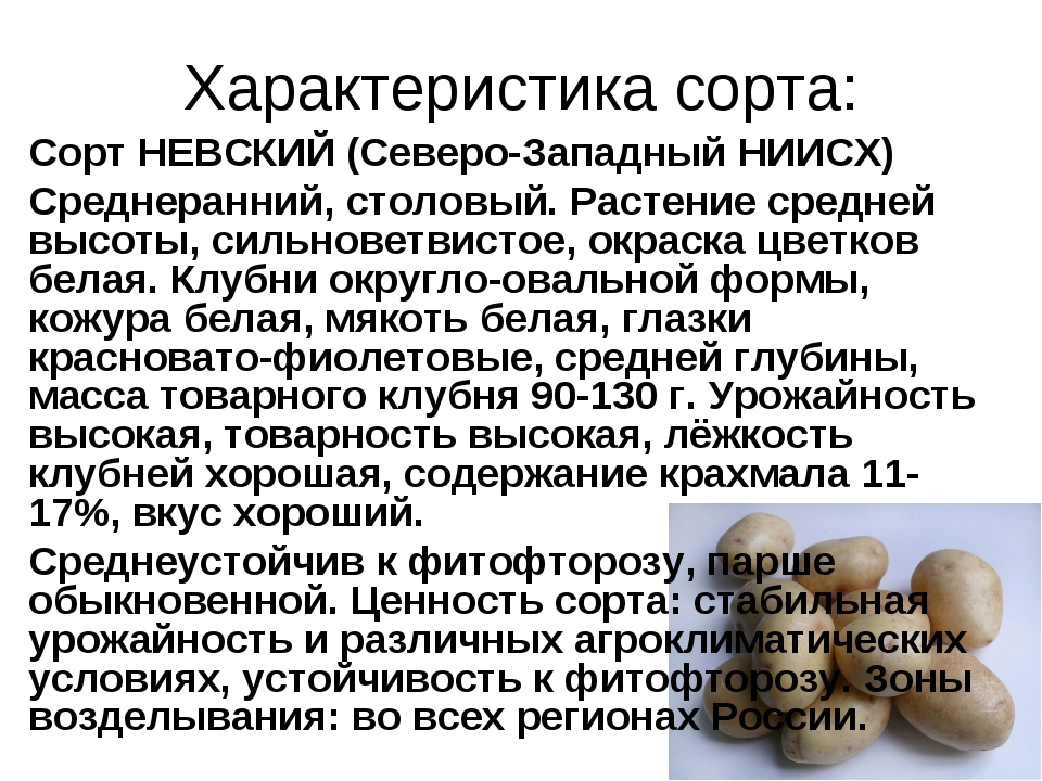 Содержание отзыва. Сорт Невский картофель характеристика. Картофель сорт Невская описание сорта. Картошка сорт Невский характеристика сорта. Картофель Невский описание сорта.