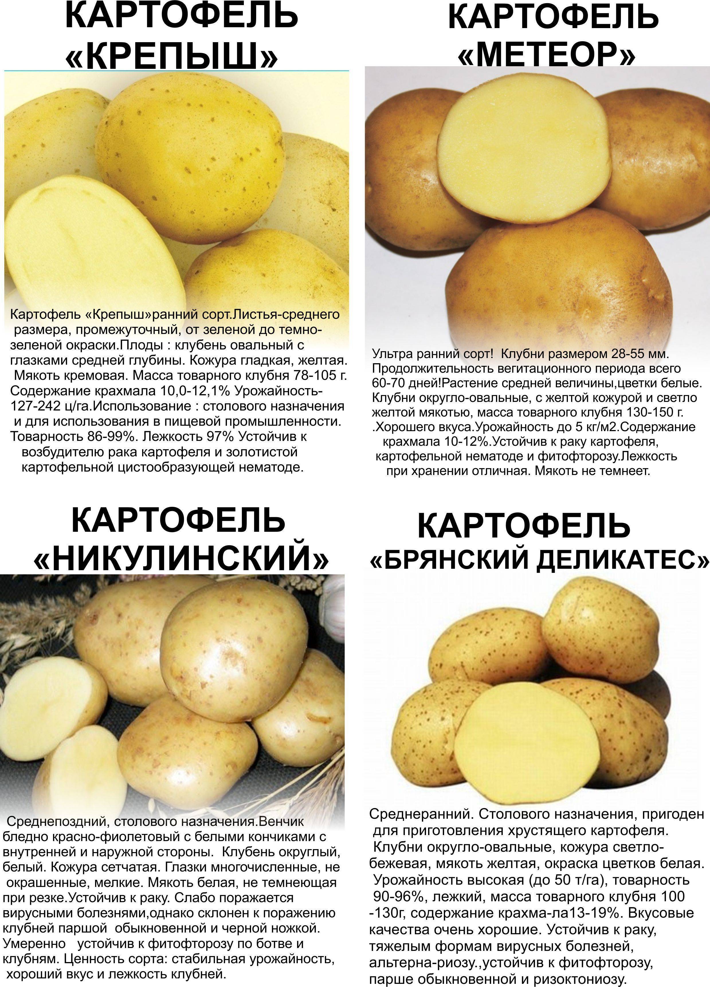 Крепыш картофель характеристика