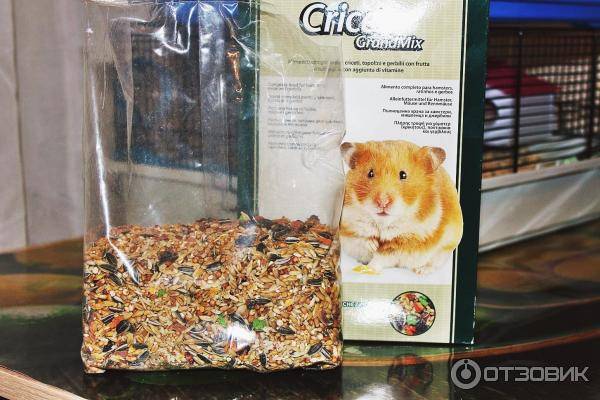 Какого домашнего хомячка выбрать и как его приручить?