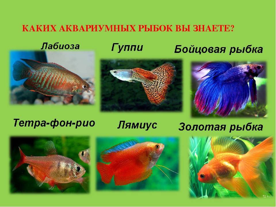Травоядные рыбки для аквариума фото с названиями