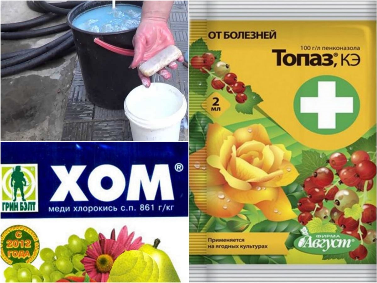 Мучнистая роса: чем обрабатывать и лечить растения, пораженные заболеванием